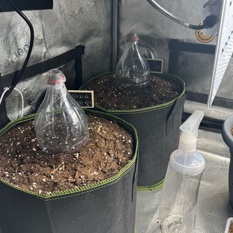 Wedding Cake Auto by Boston ❤️❤️🪴🌱 growlog timeline photo