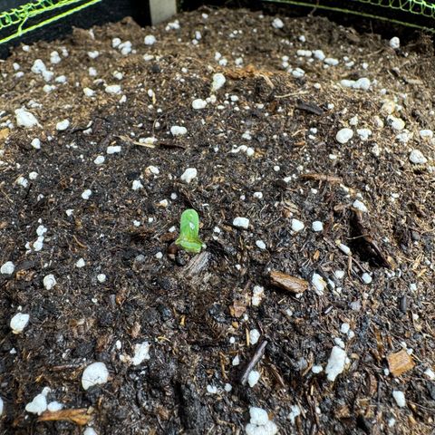 Wedding Cake Auto by Boston ❤️❤️🪴🌱 growlog timeline photo