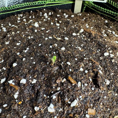 Wedding Cake Auto by Boston ❤️❤️🪴🌱 growlog timeline photo