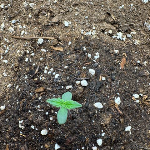 Wedding Cake Auto by Boston ❤️❤️🪴🌱 growlog timeline photo