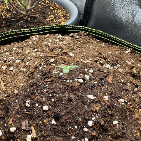 Wedding Cake Auto by Boston ❤️❤️🪴🌱 growlog timeline photo