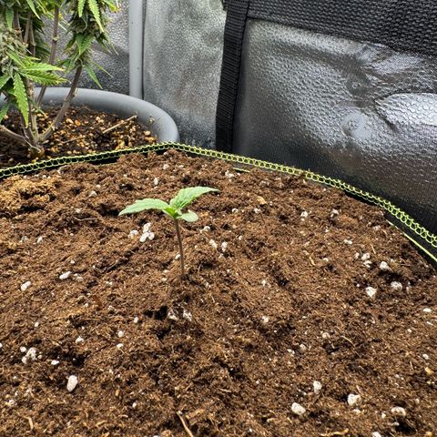 Wedding Cake Auto by Boston ❤️❤️🪴🌱 growlog photo: ho aghiunto un po di terra al vaso 