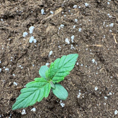 Wedding Cake Auto by Boston ❤️❤️🪴🌱 growlog photo: ho aghiunto un po di terra al vaso 