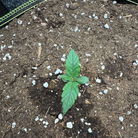 Wedding Cake Auto by Boston ❤️❤️🪴🌱 growlog timeline photo