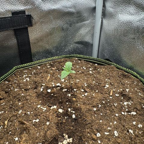 Wedding Cake Auto by Boston ❤️❤️🪴🌱 growlog timeline photo