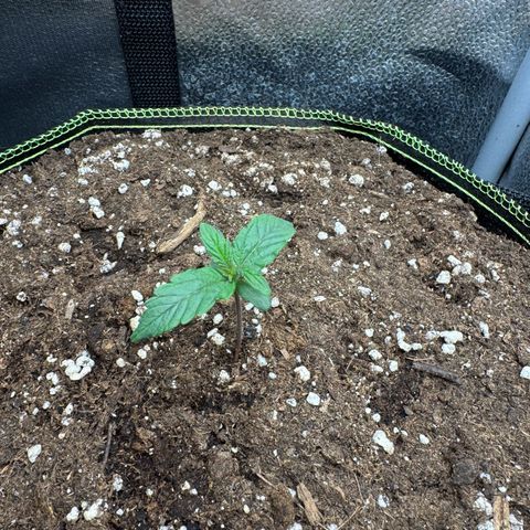 Wedding Cake Auto by Boston ❤️❤️🪴🌱 growlog timeline photo