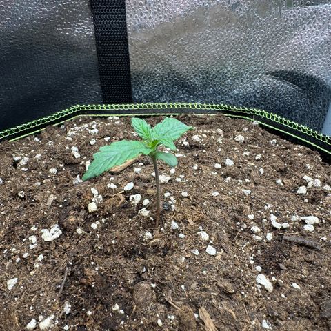Wedding Cake Auto by Boston ❤️❤️🪴🌱 growlog timeline photo