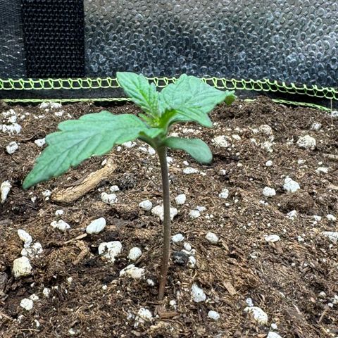 Wedding Cake Auto by Boston ❤️❤️🪴🌱 growlog timeline photo