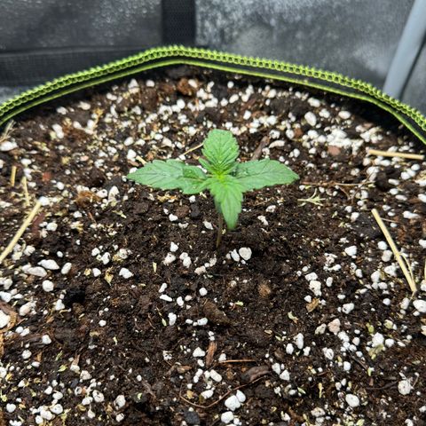Wedding Cake Auto by Boston ❤️❤️🪴🌱 growlog timeline photo