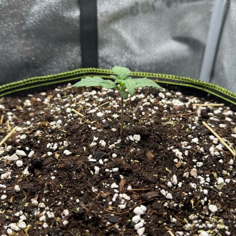 Wedding Cake Auto by Boston ❤️❤️🪴🌱 growlog timeline photo