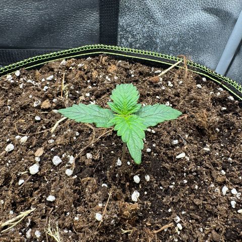 Wedding Cake Auto by Boston ❤️❤️🪴🌱 growlog timeline photo