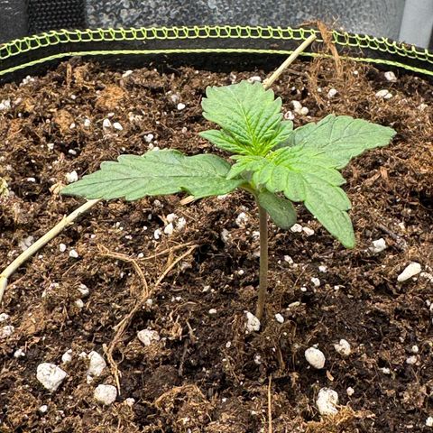 Wedding Cake Auto by Boston ❤️❤️🪴🌱 growlog timeline photo