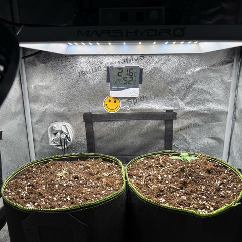 Wedding Cake Auto by Boston ❤️❤️🪴🌱 growlog timeline photo