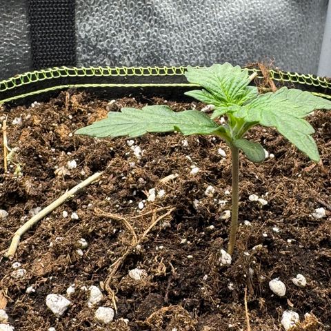 Wedding Cake Auto by Boston ❤️❤️🪴🌱 growlog timeline photo