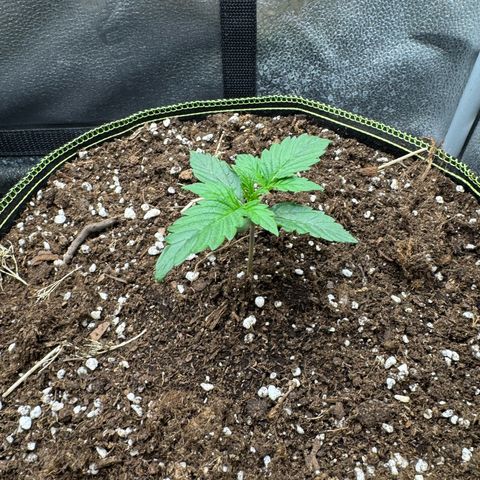 Wedding Cake Auto by Boston ❤️❤️🪴🌱 growlog timeline photo