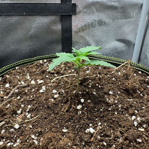 Wedding Cake Auto by Boston ❤️❤️🪴🌱 growlog timeline photo