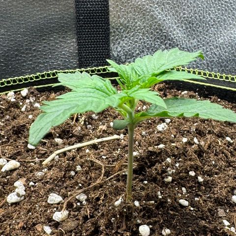 Wedding Cake Auto by Boston ❤️❤️🪴🌱 growlog timeline photo