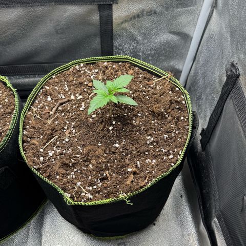 Wedding Cake Auto by Boston ❤️❤️🪴🌱 growlog timeline photo