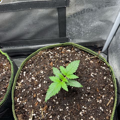 Wedding Cake Auto by Boston ❤️❤️🪴🌱 growlog timeline photo