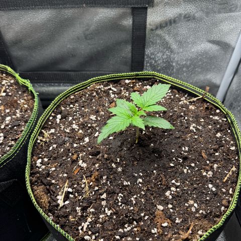 Wedding Cake Auto by Boston ❤️❤️🪴🌱 growlog timeline photo