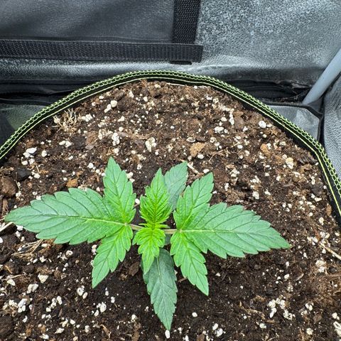 Wedding Cake Auto by Boston ❤️❤️🪴🌱 growlog timeline photo