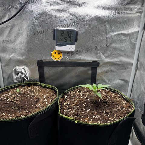 Wedding Cake Auto by Boston ❤️❤️🪴🌱 growlog timeline photo