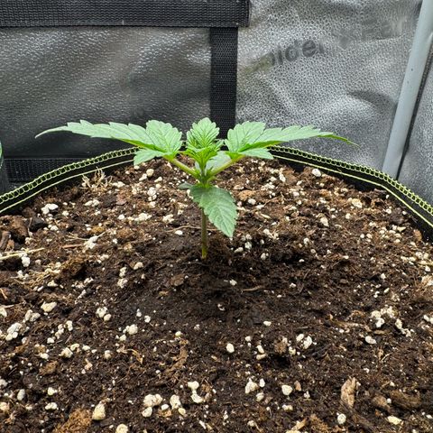 Wedding Cake Auto by Boston ❤️❤️🪴🌱 growlog timeline photo