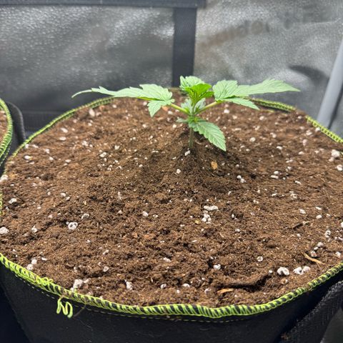 Wedding Cake Auto by Boston ❤️❤️🪴🌱 growlog timeline photo