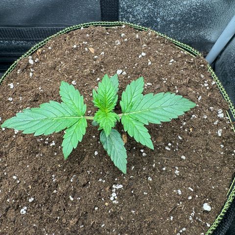 Wedding Cake Auto by Boston ❤️❤️🪴🌱 growlog timeline photo