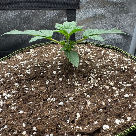 Wedding Cake Auto by Boston ❤️❤️🪴🌱 growlog timeline photo