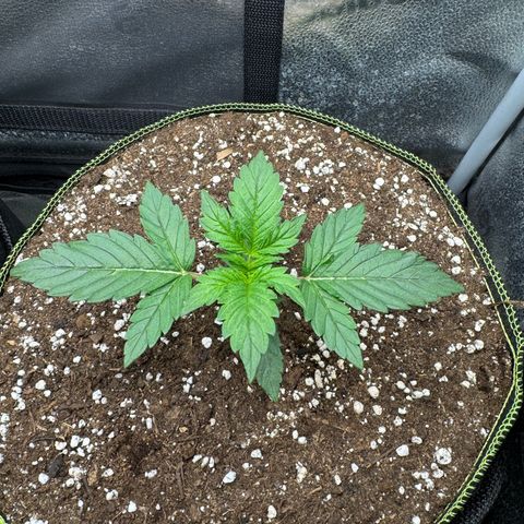 Wedding Cake Auto by Boston ❤️❤️🪴🌱 growlog timeline photo