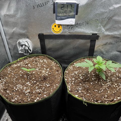 Wedding Cake Auto by Boston ❤️❤️🪴🌱 growlog timeline photo