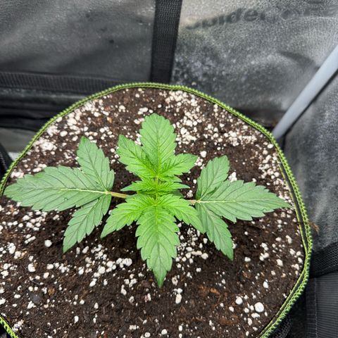 Wedding Cake Auto by Boston ❤️❤️🪴🌱 growlog timeline photo