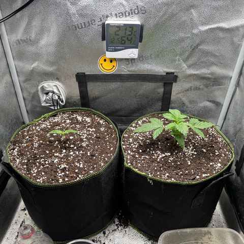 Wedding Cake Auto by Boston ❤️❤️🪴🌱 growlog timeline photo
