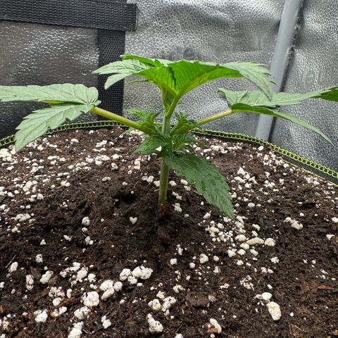 Wedding Cake Auto by Boston ❤️❤️🪴🌱 growlog timeline photo