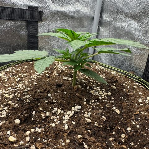 Wedding Cake Auto by Boston ❤️❤️🪴🌱 growlog timeline photo