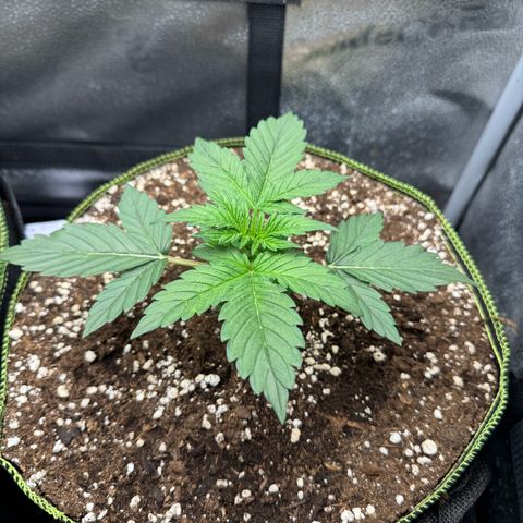 Wedding Cake Auto by Boston ❤️❤️🪴🌱 growlog timeline photo