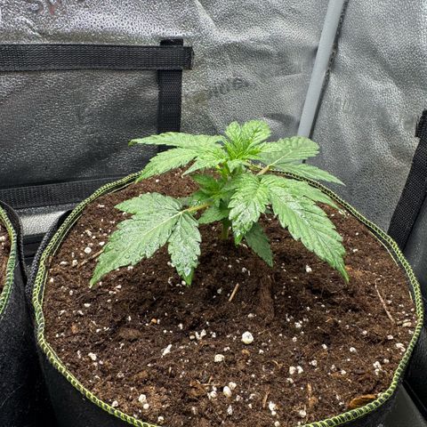 Wedding Cake Auto by Boston ❤️❤️🪴🌱 growlog timeline photo