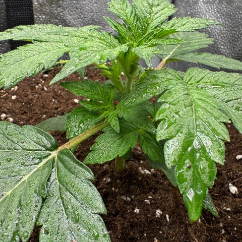 Wedding Cake Auto by Boston ❤️❤️🪴🌱 growlog timeline photo