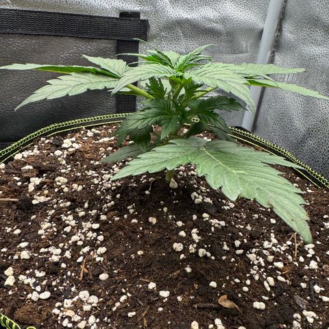 Wedding Cake Auto by Boston ❤️❤️🪴🌱 growlog timeline photo