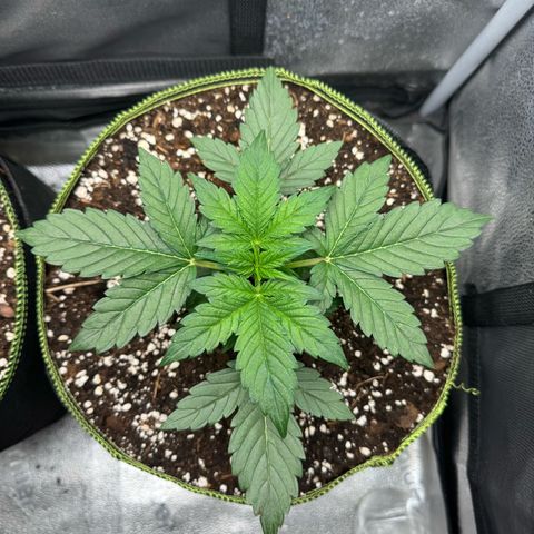 Wedding Cake Auto by Boston ❤️❤️🪴🌱 growlog timeline photo