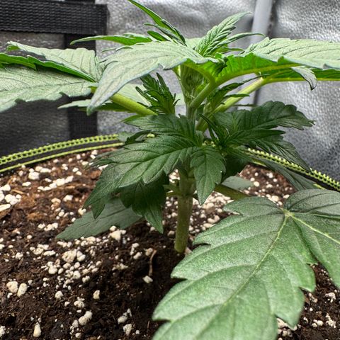 Wedding Cake Auto by Boston ❤️❤️🪴🌱 growlog timeline photo