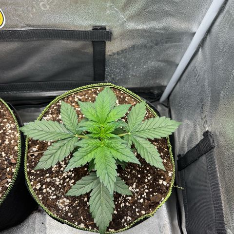 Wedding Cake Auto by Boston ❤️❤️🪴🌱 growlog timeline photo