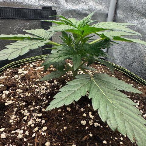 Wedding Cake Auto by Boston ❤️❤️🪴🌱 growlog timeline photo