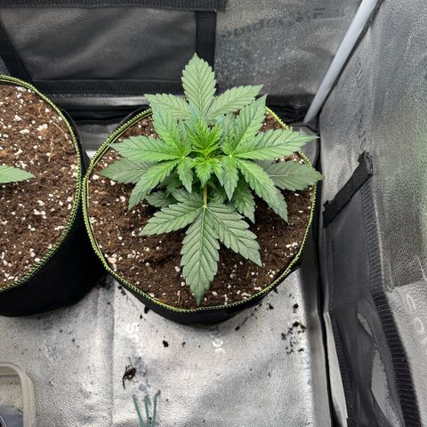 Wedding Cake Auto by Boston ❤️❤️🪴🌱 growlog timeline photo