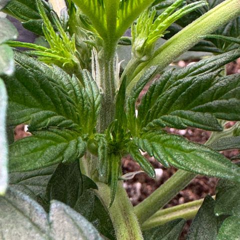Wedding Cake Auto by Boston ❤️❤️🪴🌱 growlog timeline photo