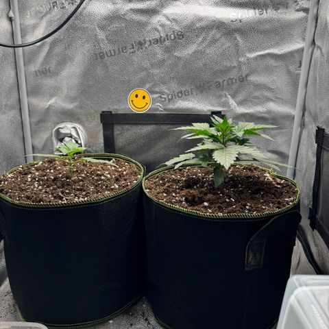 Wedding Cake Auto by Boston ❤️❤️🪴🌱 growlog timeline photo