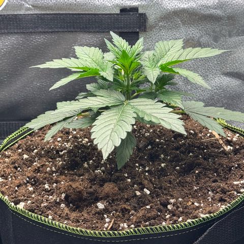 Wedding Cake Auto by Boston ❤️❤️🪴🌱 growlog timeline photo