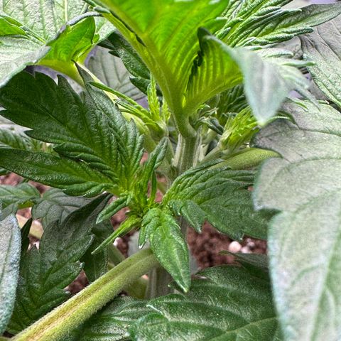 Wedding Cake Auto by Boston ❤️❤️🪴🌱 growlog timeline photo