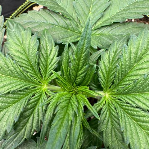 Wedding Cake Auto by Boston ❤️❤️🪴🌱 growlog timeline photo